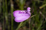 Thickleaf waterwillow